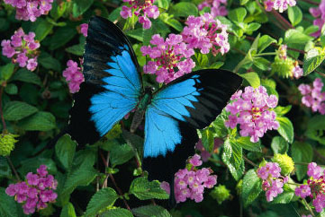 Ulysses Butterfly Facts