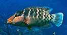 Great barrier reef fish