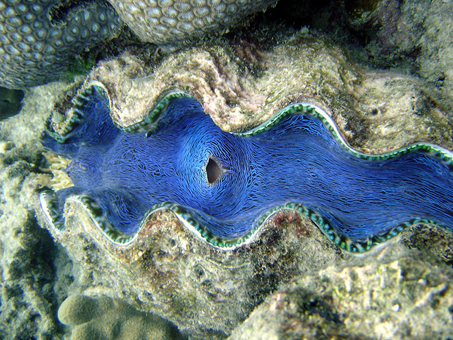 giant clam great barrier reef