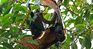 Spectacled Flying Fox North Queensland Australia
