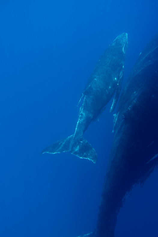 whale_watching_thala_beach-15 - Thala Beach Nature Reserve Resort ...