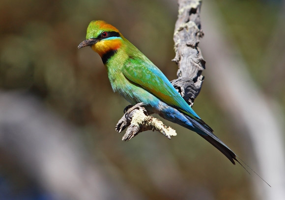 Changing Seasons And Wildlife Migrations In North Queensland