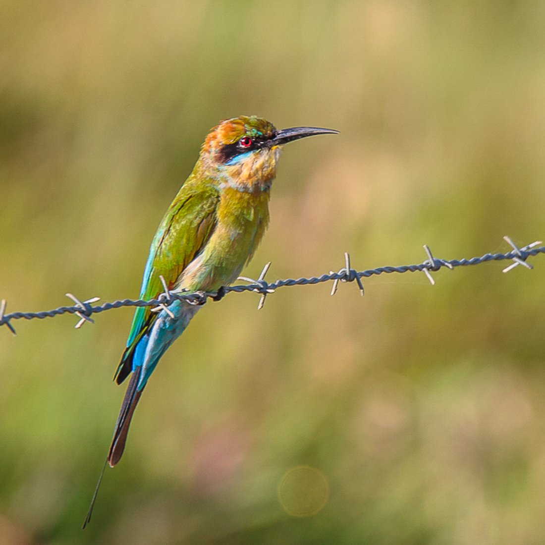 Rainbow bee eater - Thala Beach Nature Reserve Resort | Port Douglas ...