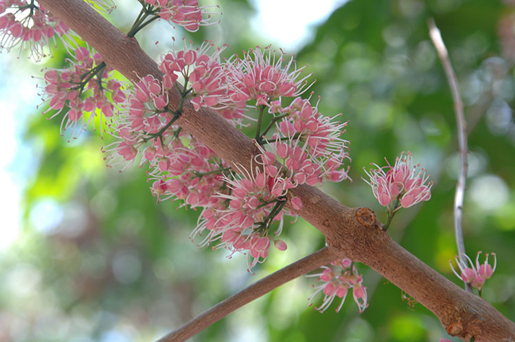 flower of Euodia tree at Thala Beach Nature Reserve