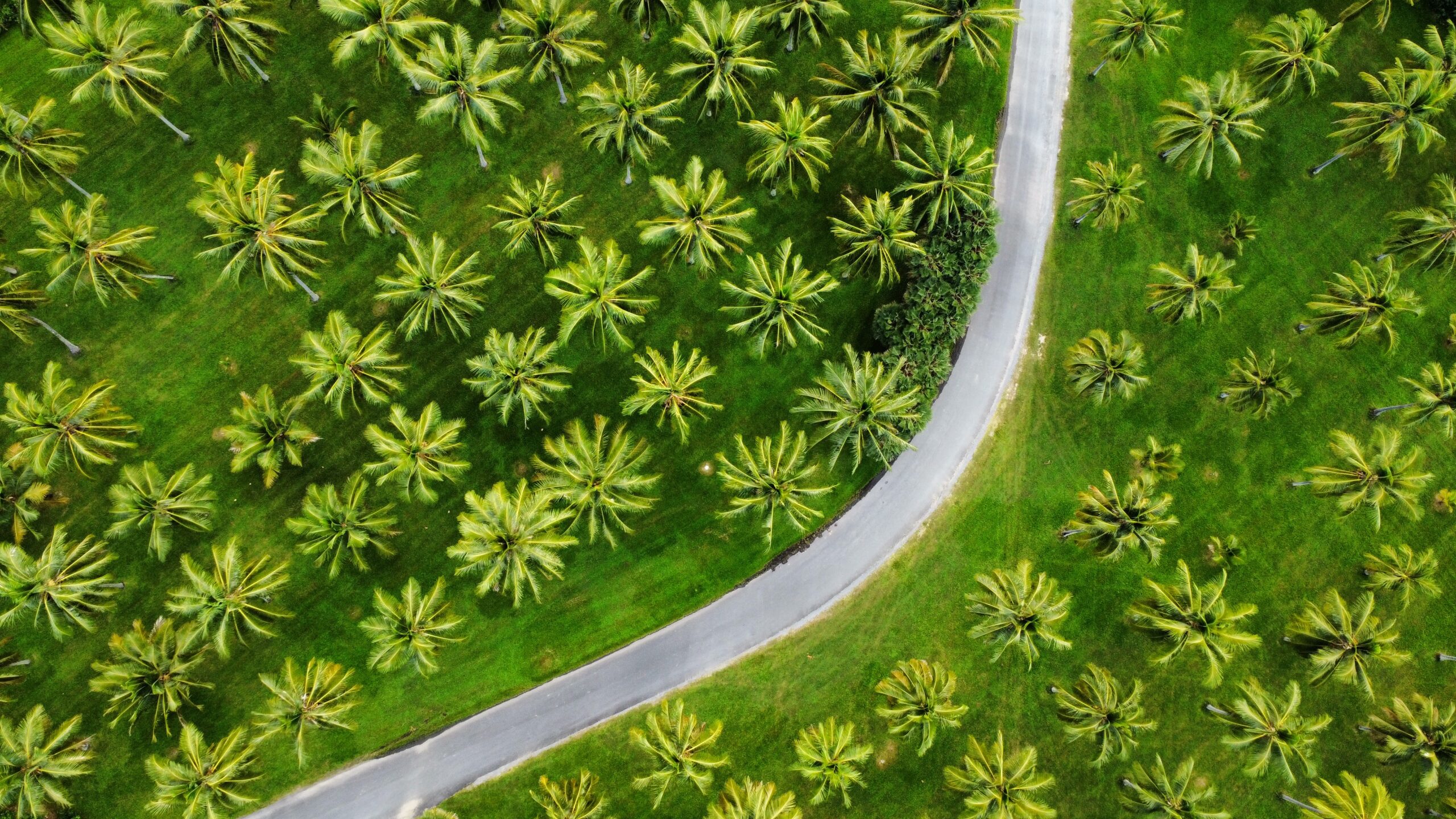 coconut-plantation-01