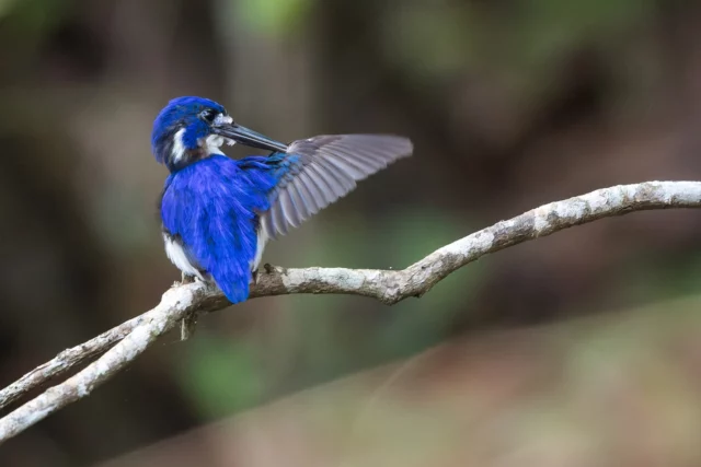 The Little Kingfisher may be Australia's smallest kingfisher, but it's certainly one of the most striking.
Keep a lookout for the brilliant blue of the elusive kingfisher around Thala Beach Nature Reserve.
.
.
📷 @marcpeterphotography 

.

#exploreTNQ #portdouglasdaintree #visitqueensland #seeaustralia #ecotourism #treehouse #birdwatcher #birder #twitcher #birdlifeoz #birdsofoz #natureholiday #thalabeach