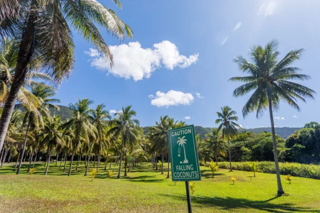 At Thala, nature is always in charge—just ask the coconuts! Our coconut plantation is a stunning spot to wander, but don’t forget to look up. This sign isn’t just for show! 😉 🌴
.
.
.
📷 @marcpeterphotography 

#exploreTNQ #portdouglasdaintree #portdouglas #thisisqueensland #thalabeach #seeaustralia #ecotourism #visitportdouglas #explorecairnsGBR #resort #travel #coconutpalms #coconutplantation