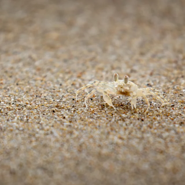 Masters of disguise! 🦀

This tiny ghost crab blends perfectly with the sand on Thala’s beaches, making it almost invisible. Keep an eye out for these little beach dwellers as they scurry across the shore!

📸 by guest Richard Thomas
.
.
.
#exploreTNQ #portdouglasdaintree #portdouglas #thisisqueensland #thalabeach #seeaustralia #ecotourism #visitportdouglas #explorecairnsGBR #resort #travel #nature #oakbeach