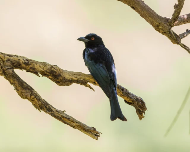 Meet the spangled drongo – nature’s rockstar with a twist! 🌿

With glossy black feathers that shimmer with iridescent blues and greens, and a forked tail that gives it serious flair, this bold bird is a regular at Thala Beach.

Known for its acrobatic flight and mimicry skills, the drongo’s call is a wild mix of whistles, squeaks and chatters – always entertaining, never predictable.

📸 @marcpeterphotography 
.
.
.
#exploreTNQ #portdouglasdaintree #portdouglas #thisisqueensland #thalabeach #seeaustralia #ecotourism #visitportdouglas #explorecairnsGBR #resort #travel