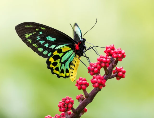Meet one of the most vibrant locals — the Cairns Birdwing Butterfly ✨

With its striking colours and graceful flight, spotting one of these beauties is always a magical moment at Thala.

📸 beautifully captured by the incredibly talented @marcpeterphotography 
.
.
.
.
#thalabeach #exploreTNQ #portdouglasdaintree #visitqueensland #seeaustralia #ecotourism #treehouse #birdwatcher #butterflies  #butterfliesofoz #natureholiday