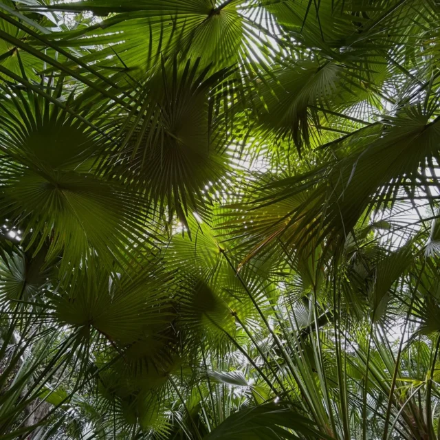 Kimberley Fan Palms - this small grove of palms is located on the Southern Walking Track. A short loop takes guests to this beautiful hidden gem within our spectacular property.  #fanpalm #walkingtracks #ecoresort #portdouglasdaintree #thisisqueensland #exploretnq
