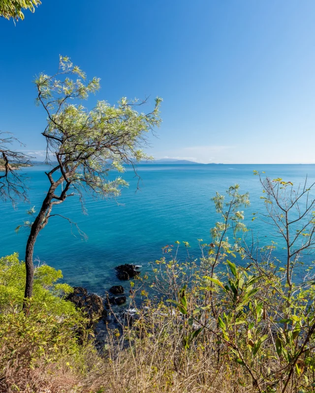 Winter at Thala 🌴

Perched above the Coral Sea, Dugong Lookout offers views stretching to islands of the Great Barrier Reef and the rainforest clad mountains of the Daintree National Park. Just one of a few lookouts along the ridge track at Thala.
.
.
📸  @marcpeterphotography 

#exploreTNQ #portdouglasdaintree #portdouglas #thisisqueensland #thalabeach #seeaustralia #ecotourism #visitportdouglas #explorecairnsGBR #resort #travel